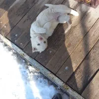 سگ پاکوتا فیندو