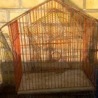 قفس و لانه پرنده