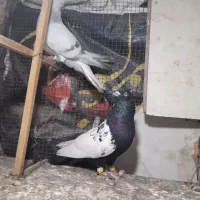 چندتا حیوان هم رنگی هم پرشی|پرنده|قزوین, |دیوار