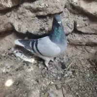 کبوتر پلاکی و کشتنی|پرنده|شیراز, فخرآباد (دروازه کازرون)|دیوار