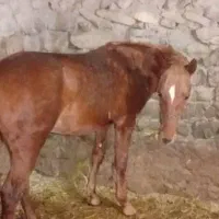 کره اسب یک ساله