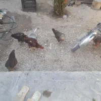 ۶عددمرغ بایک خروس دونه ۸۰۰