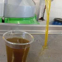 فروش زیتون و روغن زیتون بصورت کلی و جزعی|خوردنی و آشامیدنی|رودبار, |دیوار