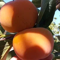 خرمالو شیرین و ارگانیک|خوردنی و آشامیدنی|تهران, میدان میوه و تره‌بار مرکزی|دیوار