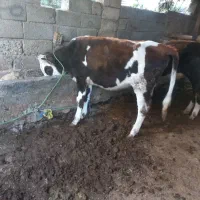 تلی گوساله  نزاییده دورگ سیمینتال خوش خوراک|حیوانات مزرعه|گنبد کاووس, |دیوار