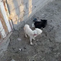 سگ پاکوتاه آدمی