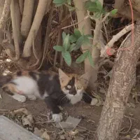 گربه خونگی زیبا