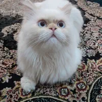 واگذاری گربه اصیل پرشین/کالر پوینت با شناسنامه