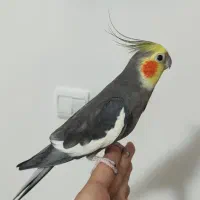 چهار تا عروس هلندی|پرنده|رشت, بازار|دیوار