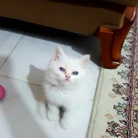 گربه اسکاتیش|گربه|اهواز, پادادشهر|دیوار