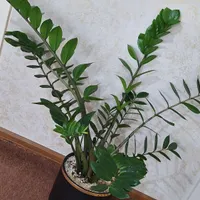 گل و گیاه طبیعی|گل و گیاه طبیعی|ارومیه, |دیوار