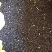 بذر کلزا و زیره سبز