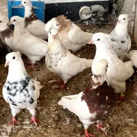 20 عدد طوقی|پرنده|شیراز, کوشک میدان|دیوار