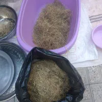 چوب زیره برای عرق گیری