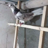 قلاقی سرور عتیقه