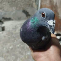 کبوتر پلاکی مسافتی