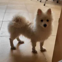 پامر روباهی