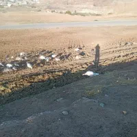 بوقلمون|حیوانات مزرعه|سیروان, |دیوار