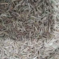 زیره سبز زیر فی