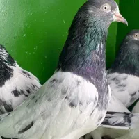 پاکستانی درجه یک