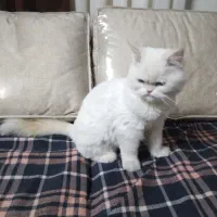 گربه خانگی نژاد بریتیش لانگ هیر - هیمالین