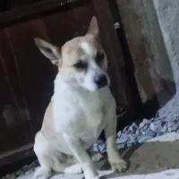 سگ پاکوتاه
