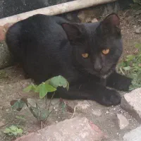 فروش گربه خونگی dsh نژاد هندی