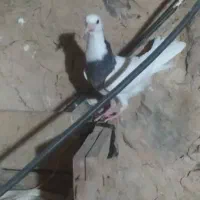 جوجه طوقی|پرنده|ایذه, |دیوار