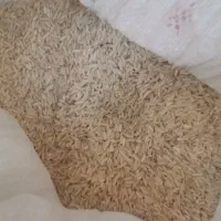 برنج هاشمی در جه یک گیلان