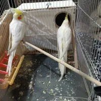 جفت عروس هلندی لتینو مولد باقفس لوازم 1500|پرنده|مشهد, شهید بصیر|دیوار