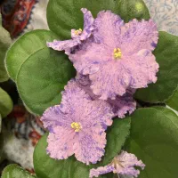 بنفشه آفریقایی