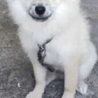 پامر اشپیتز