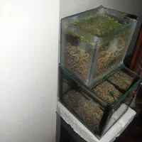 ماهی فایتر|ماهی|کرج, حصارک پایین|دیوار