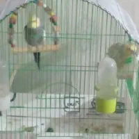 عروس هلندی|پرنده|خوی, |دیوار