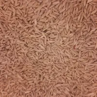 گندم برا کبوتر و مرغ|خوردنی و آشامیدنی|بروجرد, |دیوار