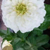 بذرگل|گل و گیاه طبیعی|شنبه و طسوج, |دیوار