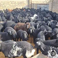گوسفند زنده برای قربانی و ذبح بدون واسطه کف قیمت