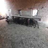 هشت عدد میش بره