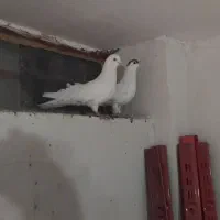 کبوتر کفتر جفت سرکلنکاری حراج