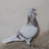 کبوتر پلاکی