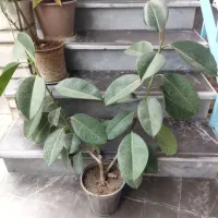 گل زیبای فیکوس ۲ شاخه