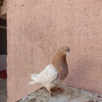 سه تا رنگه ماده|پرنده|مشهد, کارمندان دوم|دیوار