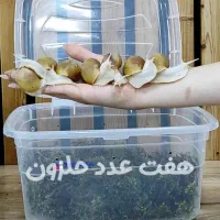 (پک حلزون تراپی، هفت عدد حلزون و تمام ملزومات)