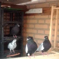 یک جفت سینه سیا کاکولی