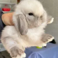 خرگوش لوپ وارداتی/نژاد کمیاب|موش و خرگوش|بوشهر, |دیوار