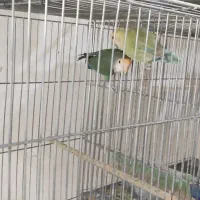 کوتوله مولد|پرنده|بابا حیدر, |دیوار