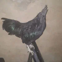 تخم مرغ ایام سمانی  اندونزی