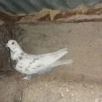 کبوتر فیت مطابق عکس|پرنده|بن, |دیوار