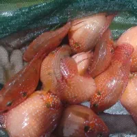 نیرو برای کارگاه پرورش ماهیان زینتی|استخدام صنعتی، فنی، مهندسی|تربت جام, پاسداران|دیوار