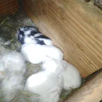 ۴ عدد بچه خرگوش رنگی